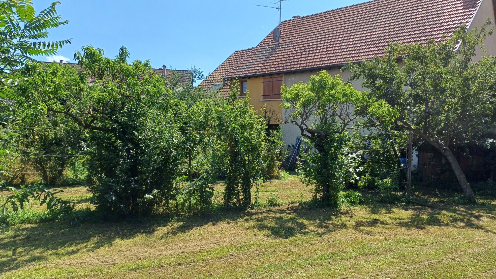 SOUS COMPROMIS &#8211; Grange aménageable / avec terrain Ribeauville 0