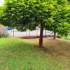 F2 en rez-de-jardin QUARTIER DES MARAICHERS Ingersheim 0