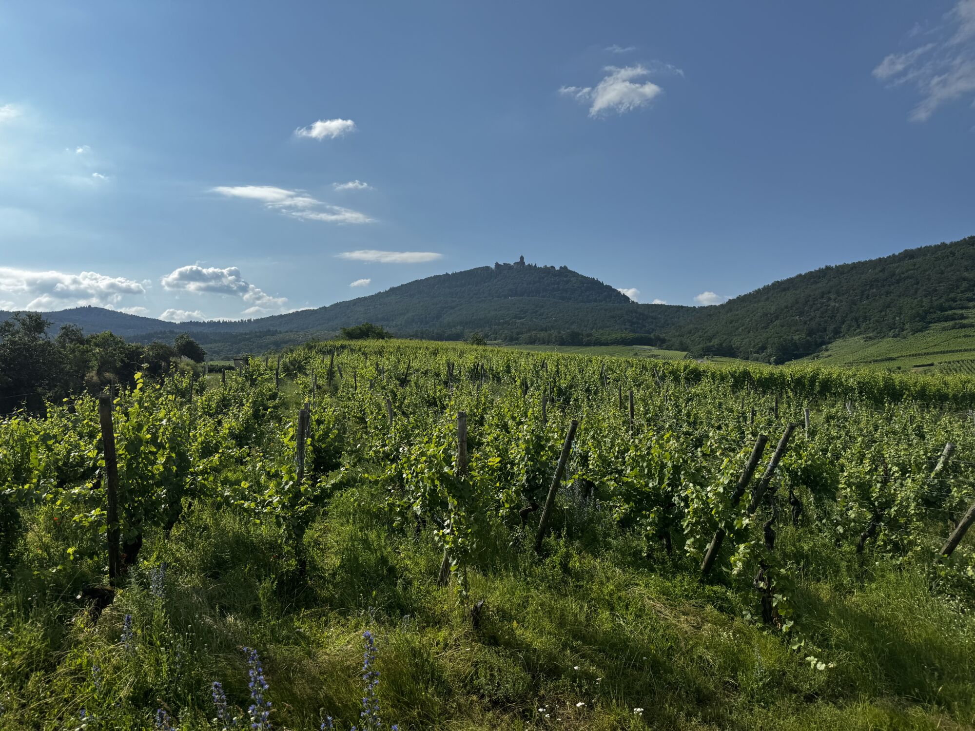 IMAGE00007 600X450 | Agence immobilière Pierre à Colmar VIGNOBLE – Maison SANS vis-à-vis avec une vue imprenable sur une parcelle de 16 ares Ribeauville 0