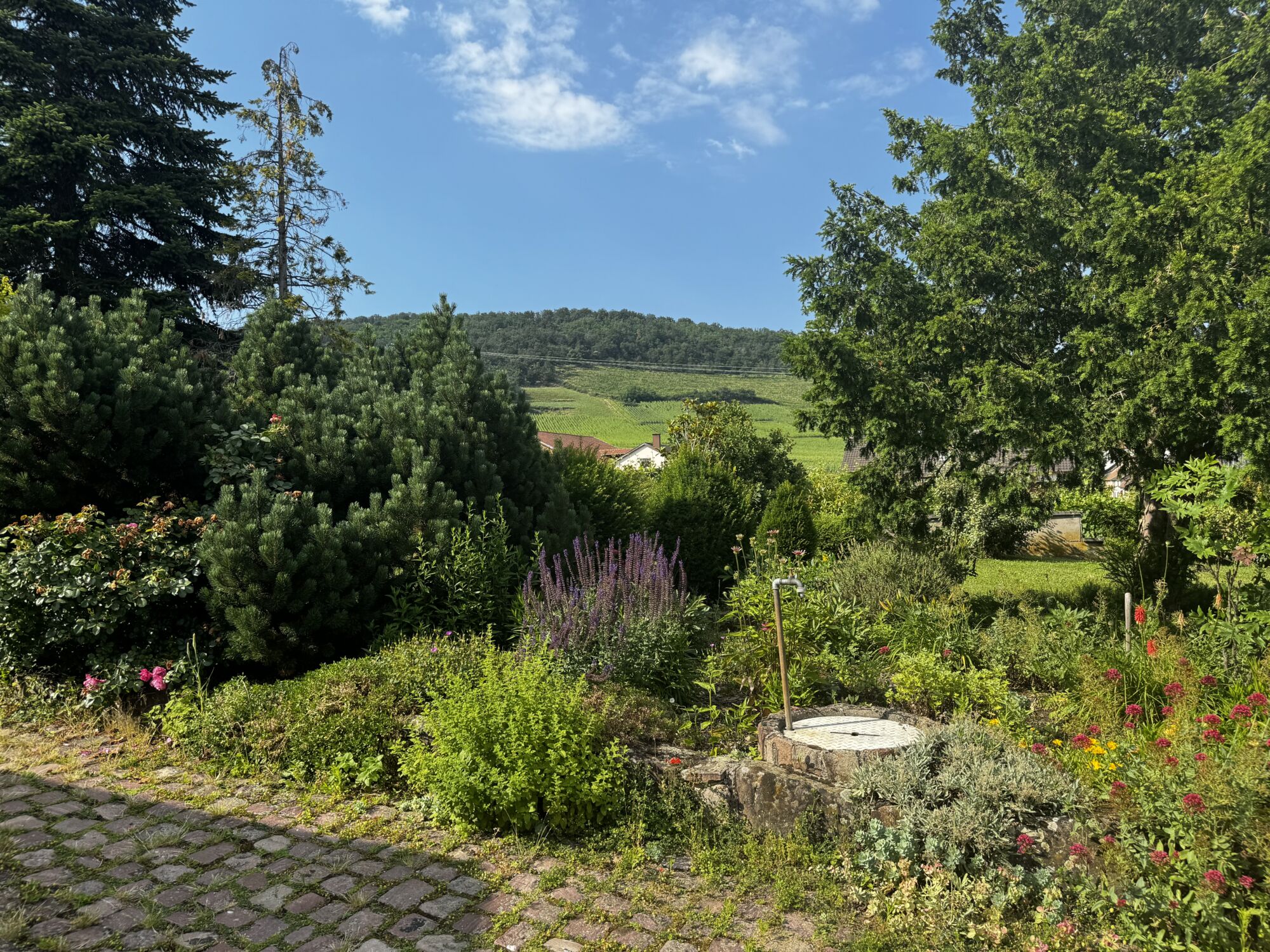 IMAGE00010 100X100 | Agence immobilière Pierre à Colmar VIGNOBLE – Maison SANS vis-à-vis avec une vue imprenable sur une parcelle de 16 ares Ribeauville 0