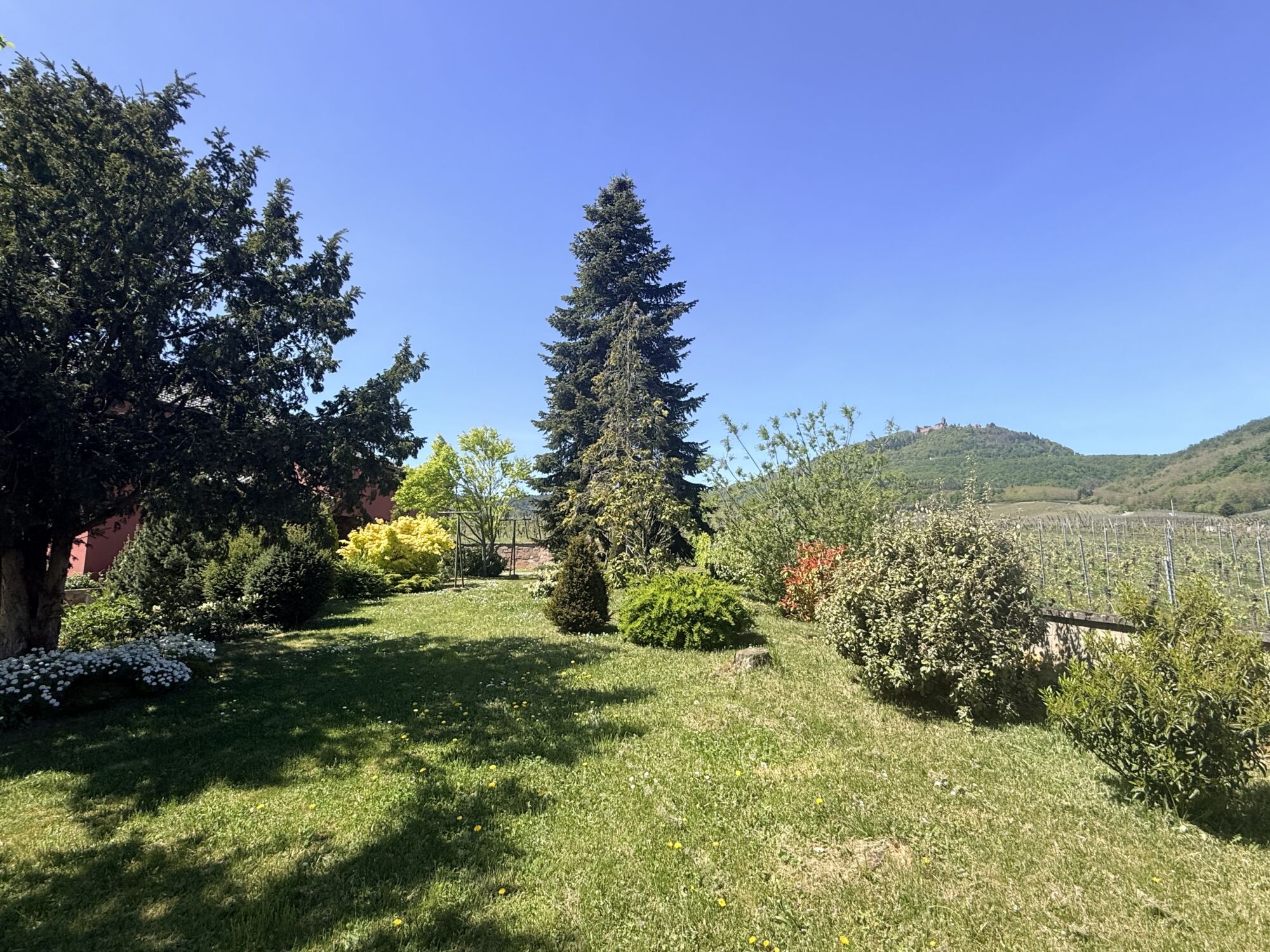 IMAGE00013 100X100 | Agence immobilière Pierre à Colmar VIGNOBLE – Maison SANS vis-à-vis avec une vue imprenable sur une parcelle de 16 ares Ribeauville 0