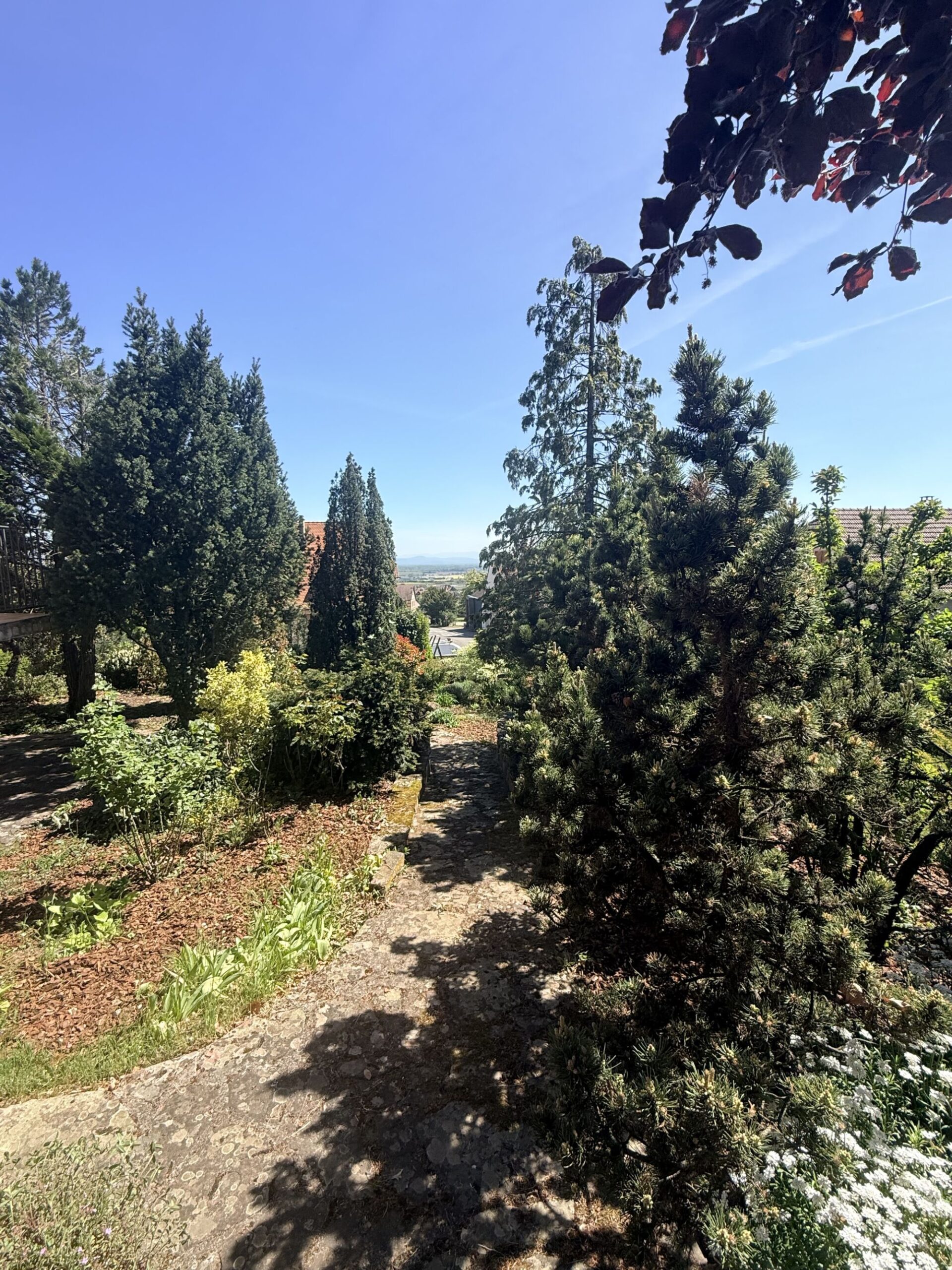 IMAGE00015 100X100 | Agence immobilière Pierre à Colmar VIGNOBLE – Maison SANS vis-à-vis avec une vue imprenable sur une parcelle de 16 ares Ribeauville 0