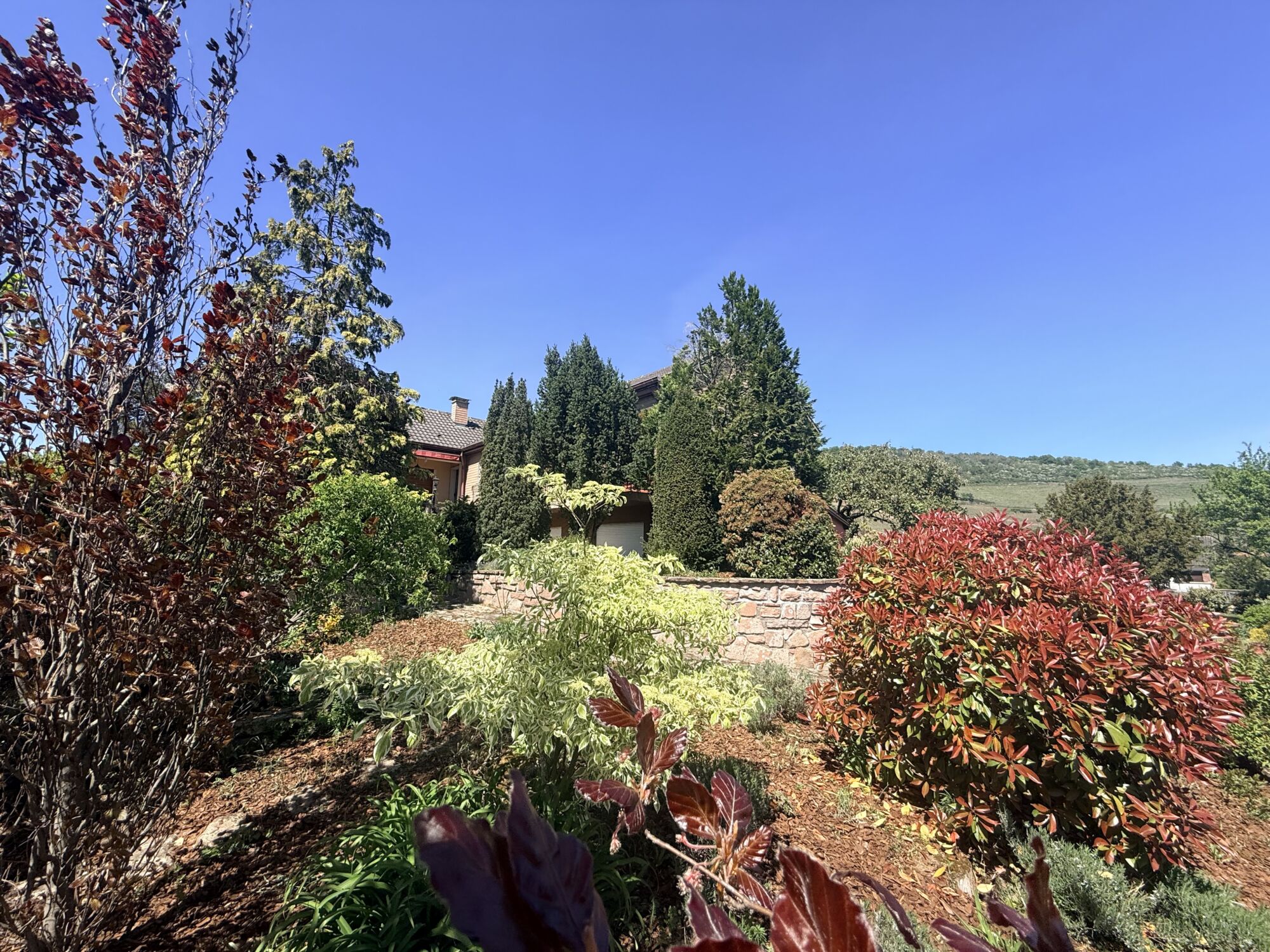 IMAGE00016 100X100 | Agence immobilière Pierre à Colmar VIGNOBLE – Maison SANS vis-à-vis avec une vue imprenable sur une parcelle de 16 ares Ribeauville 0