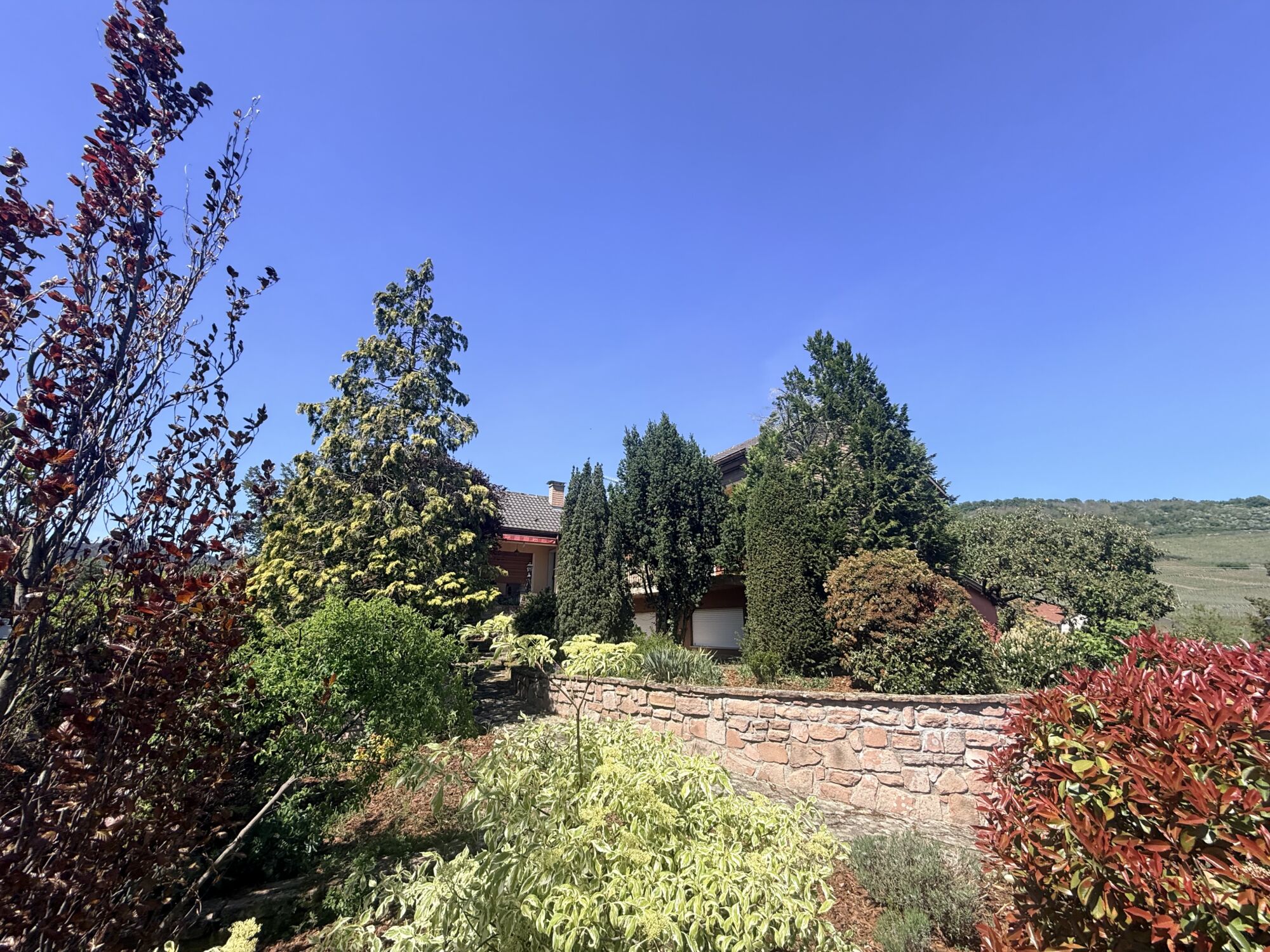 IMAGE00017 100X100 | Agence immobilière Pierre à Colmar VIGNOBLE – Maison SANS vis-à-vis avec une vue imprenable sur une parcelle de 16 ares Ribeauville 0