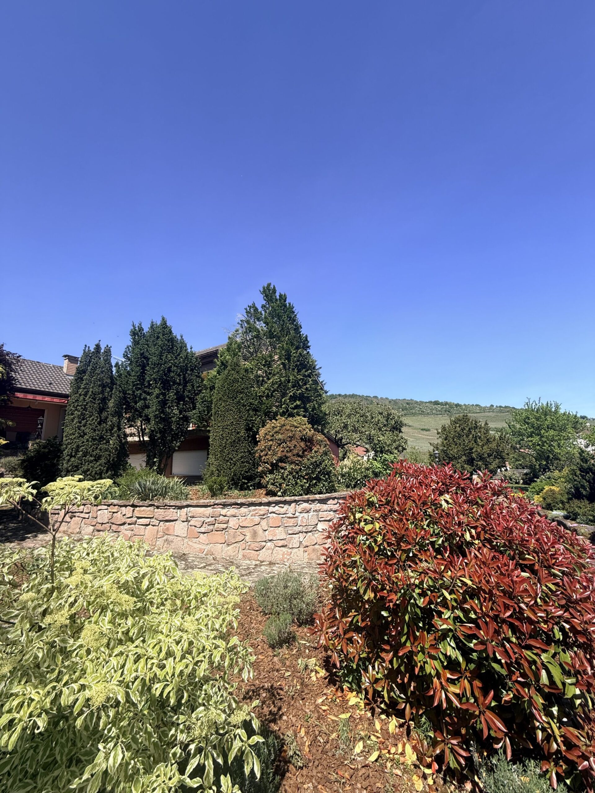 IMAGE00018 100X100 | Agence immobilière Pierre à Colmar VIGNOBLE – Maison SANS vis-à-vis avec une vue imprenable sur une parcelle de 16 ares Ribeauville 0